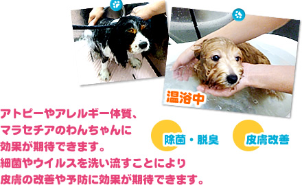 除菌・脱臭 皮膚改善 アトピーやアレルギー体質、マラセチアのわんちゃんに効果が期待できます。細菌やウイルスを洗い流すことにより皮膚の改善や予防に効果が期待できます。
